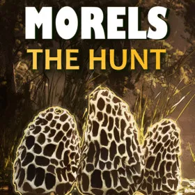 Morels: The Hunt