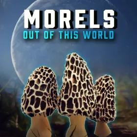 Morels: Out of this World