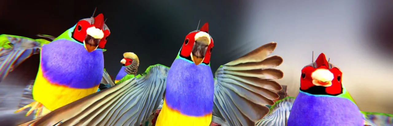 Xbird