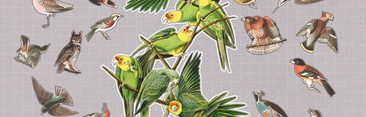 Birds Huddled Together