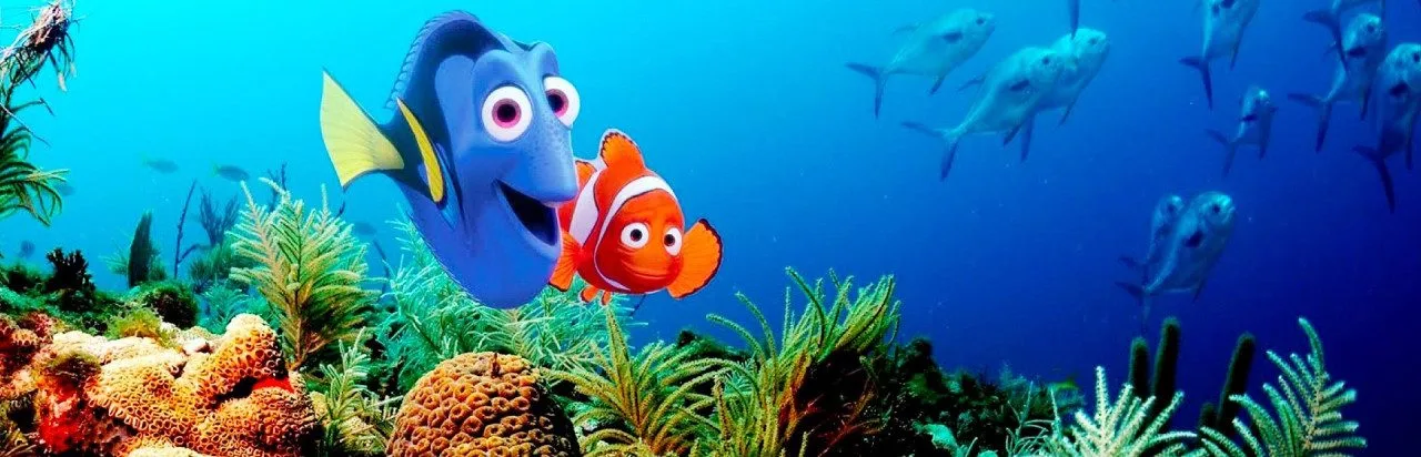 Finding Nemo: Learning with Nemo