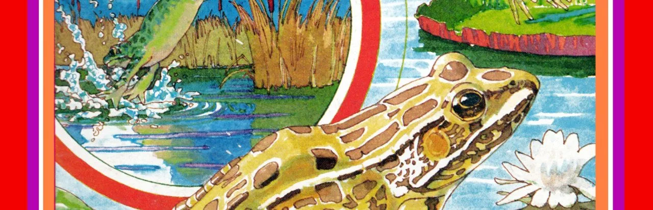 Frog Bog