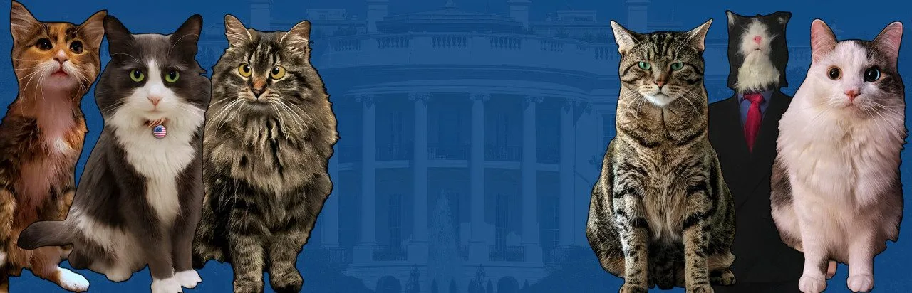 Cat President: 3rd-Rate Candidate