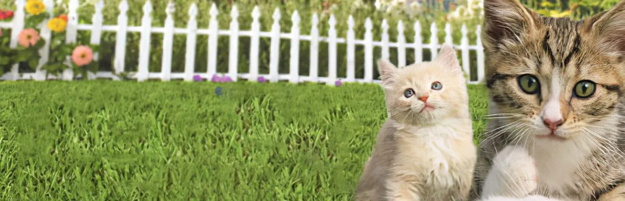 Petz Catz 2