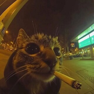 Куница